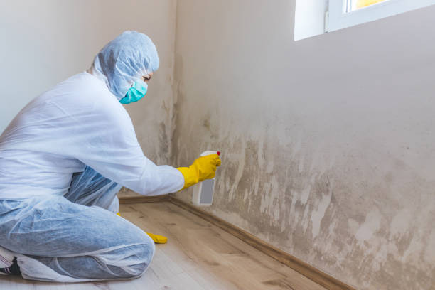 Professional mold removal team in Upper Marlboro